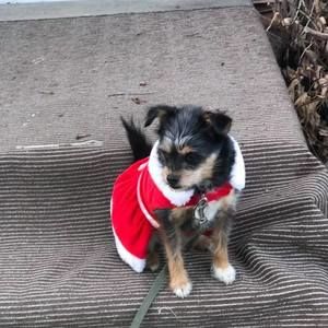 Meet your Posher, Betty